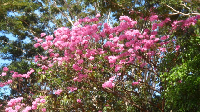 Floração do ipê rosa deixa rastros coloridos em Três Lagoas