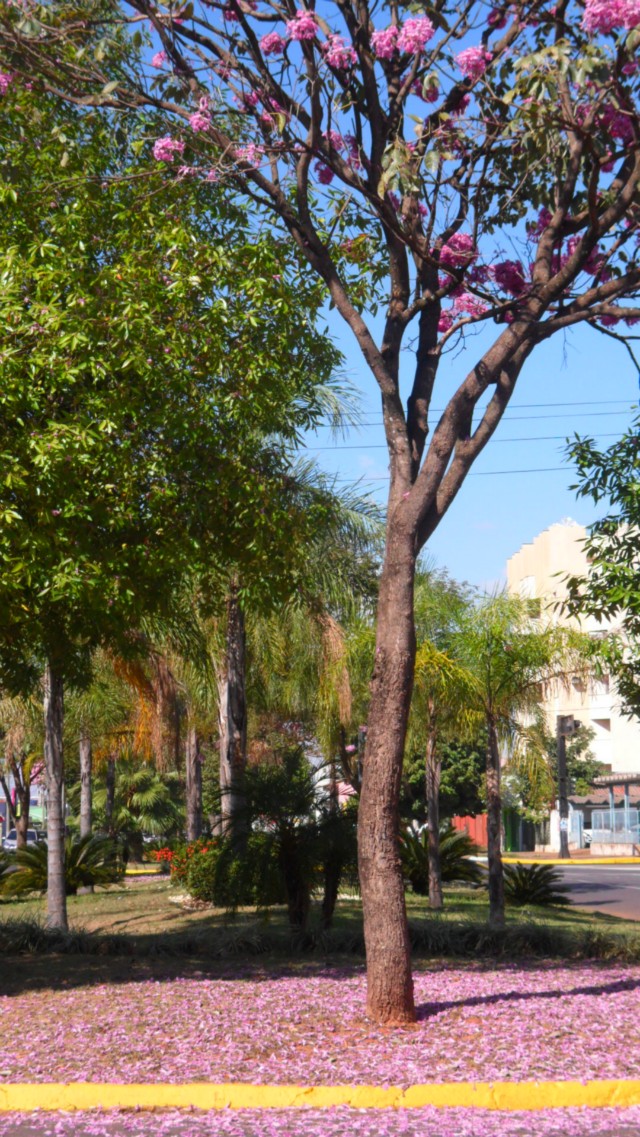 Floração do ipê rosa deixa rastros coloridos em Três Lagoas