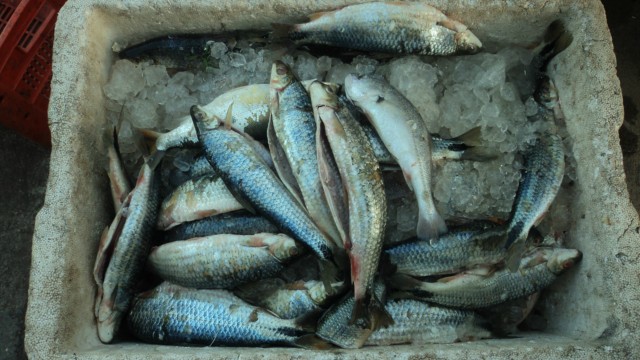 PMA desmonta acampamento e apreende 110 Kg de peixes e 200 metros de pesca