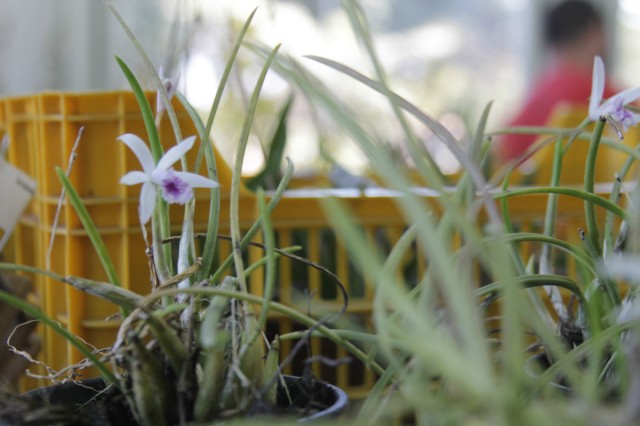 Orquidário Rio Preto expõe mais de 30 espécies na Casa do Artesão