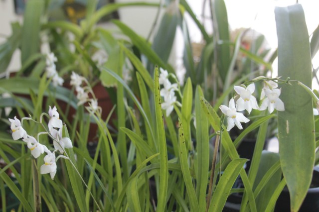 Orquidário Rio Preto expõe mais de 30 espécies na Casa do Artesão