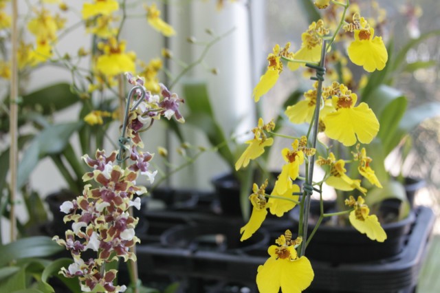 Orquidário Rio Preto expõe mais de 30 espécies na Casa do Artesão