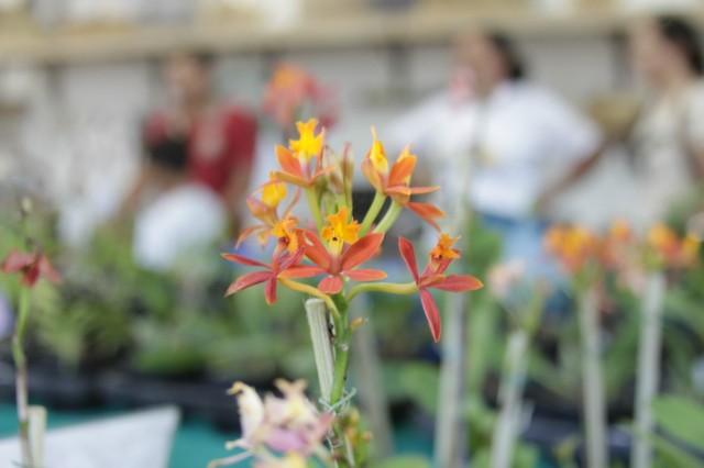 Orquidário Rio Preto expõe mais de 30 espécies na Casa do Artesão