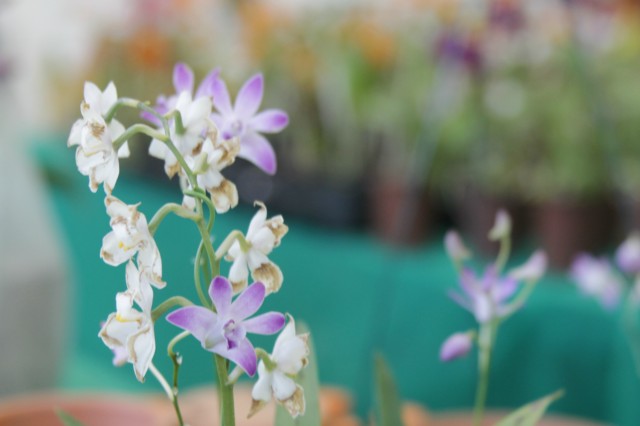 Orquidário Rio Preto expõe mais de 30 espécies na Casa do Artesão