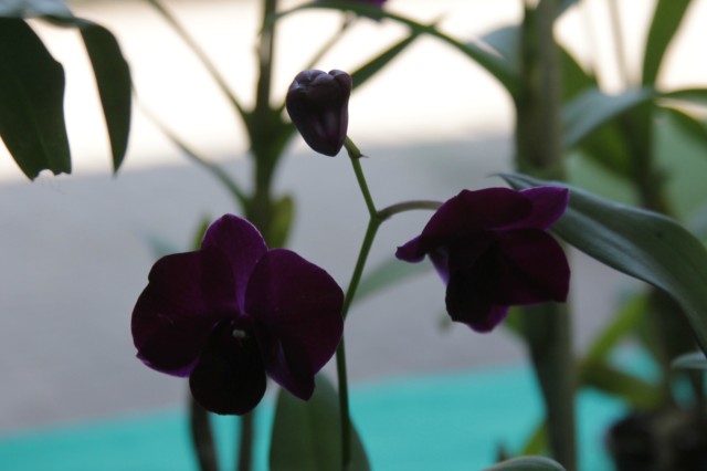 Orquidário Rio Preto expõe mais de 30 espécies na Casa do Artesão