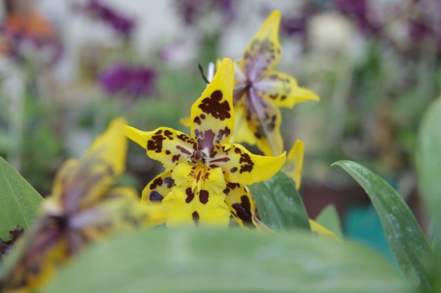 Orquidário Rio Preto expõe mais de 30 espécies na Casa do Artesão