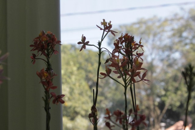 Orquidário Rio Preto expõe mais de 30 espécies na Casa do Artesão