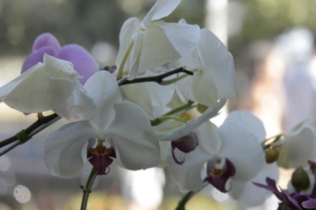 Orquidário Rio Preto expõe mais de 30 espécies na Casa do Artesão