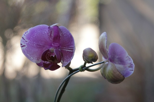 Orquidário Rio Preto expõe mais de 30 espécies na Casa do Artesão