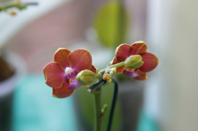 Orquidário Rio Preto expõe mais de 30 espécies na Casa do Artesão