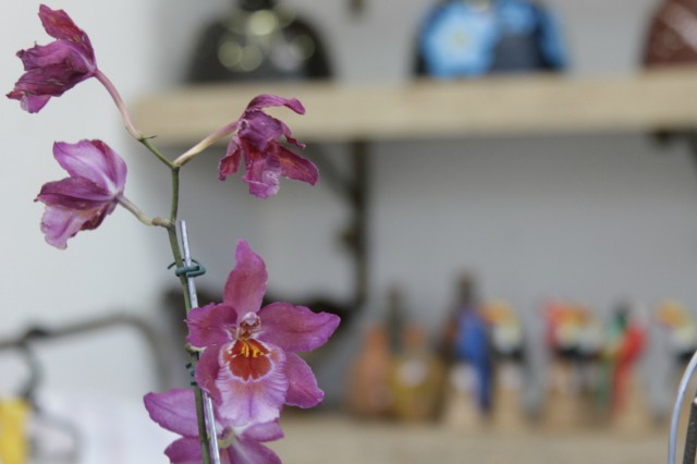 Orquidário Rio Preto expõe mais de 30 espécies na Casa do Artesão