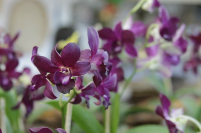 Orquidário Rio Preto expõe mais de 30 espécies na Casa do Artesão