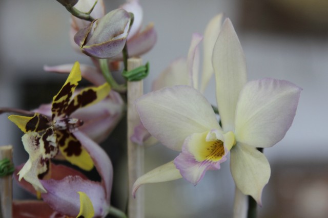 Orquidário Rio Preto expõe mais de 30 espécies na Casa do Artesão