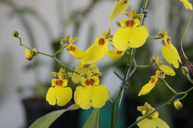 Orquidário Rio Preto expõe mais de 30 espécies na Casa do Artesão