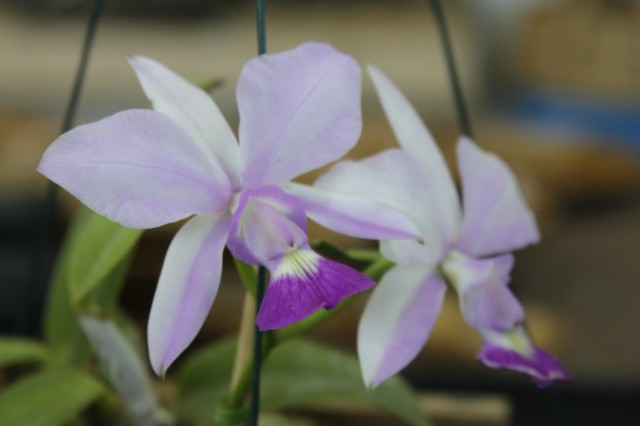 Orquidário Rio Preto expõe mais de 30 espécies na Casa do Artesão