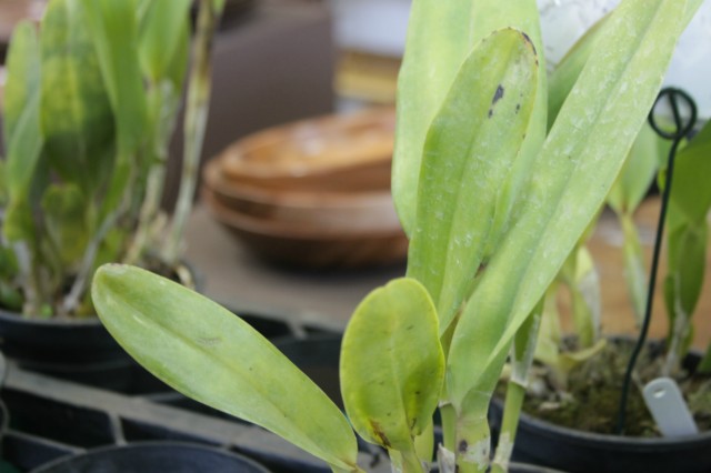 Orquidário Rio Preto expõe mais de 30 espécies na Casa do Artesão