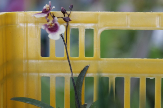 Orquidário Rio Preto expõe mais de 30 espécies na Casa do Artesão