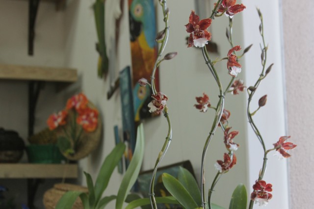 Orquidário Rio Preto expõe mais de 30 espécies na Casa do Artesão