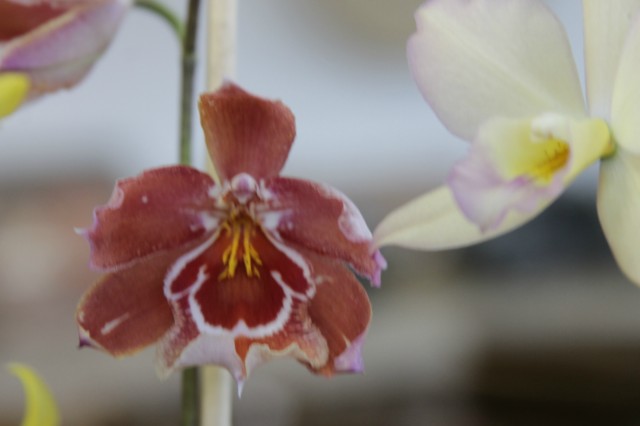 Orquidário Rio Preto expõe mais de 30 espécies na Casa do Artesão