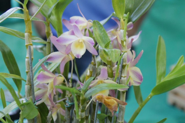 Orquidário Rio Preto expõe mais de 30 espécies na Casa do Artesão