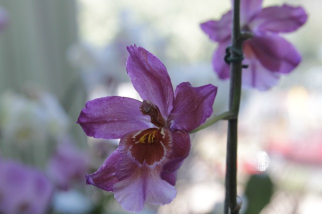 Orquidário Rio Preto expõe mais de 30 espécies na Casa do Artesão