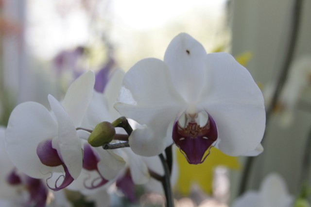 Orquidário Rio Preto expõe mais de 30 espécies na Casa do Artesão