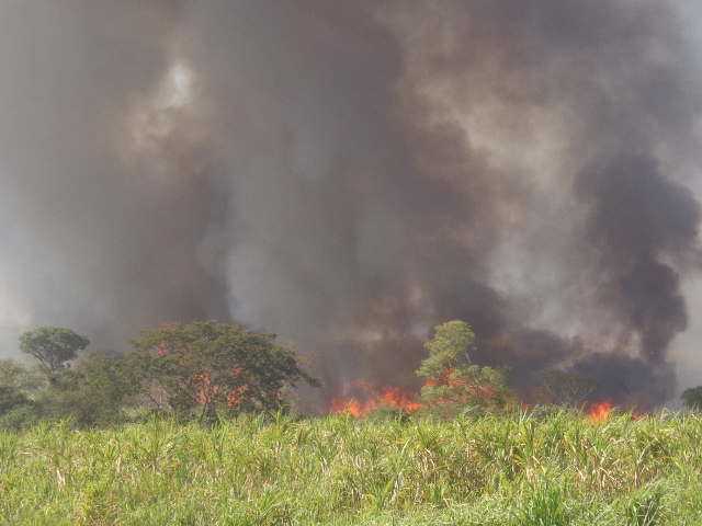 PMA autua usina sulcroalcooleira em R$ 400 mil por incêndio em cana sem autorização