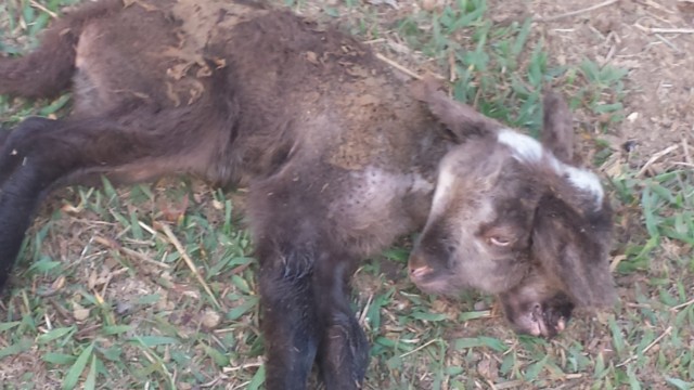 Carneiro de duas cabeças nasce em sítio de Três Lagoas