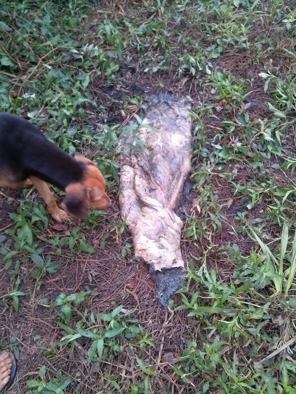 PMA prende idoso por abate de capivara e arma ilegal em Paranaíba