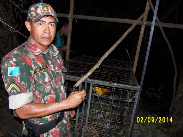 PMA e parceiros capturam onça-pintada em Corumbá