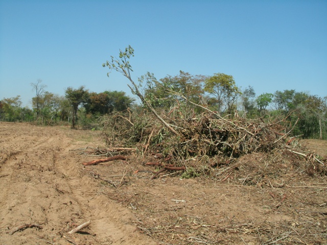 PMA autua pecuarista por desmatamento ilegal