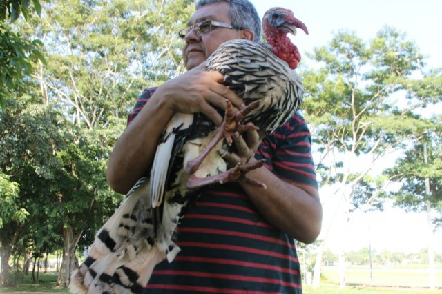 Casal de peru é levado da Lagoa Maior para Pousada do Tucunaré