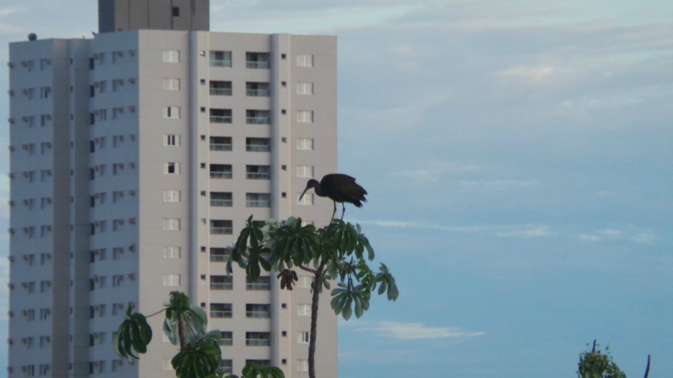 Lagoa Maior, beleza natural de uma paisagem que se renova todos os dias, em Três Lagoas