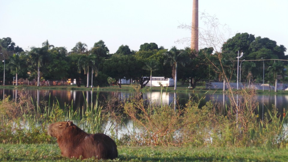 Lagoa Maior, beleza natural de uma paisagem que se renova todos os dias, em Três Lagoas