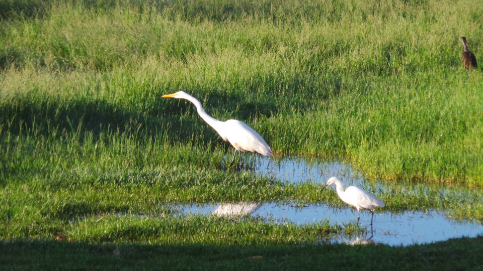 Lagoa Maior, beleza natural de uma paisagem que se renova todos os dias, em Três Lagoas