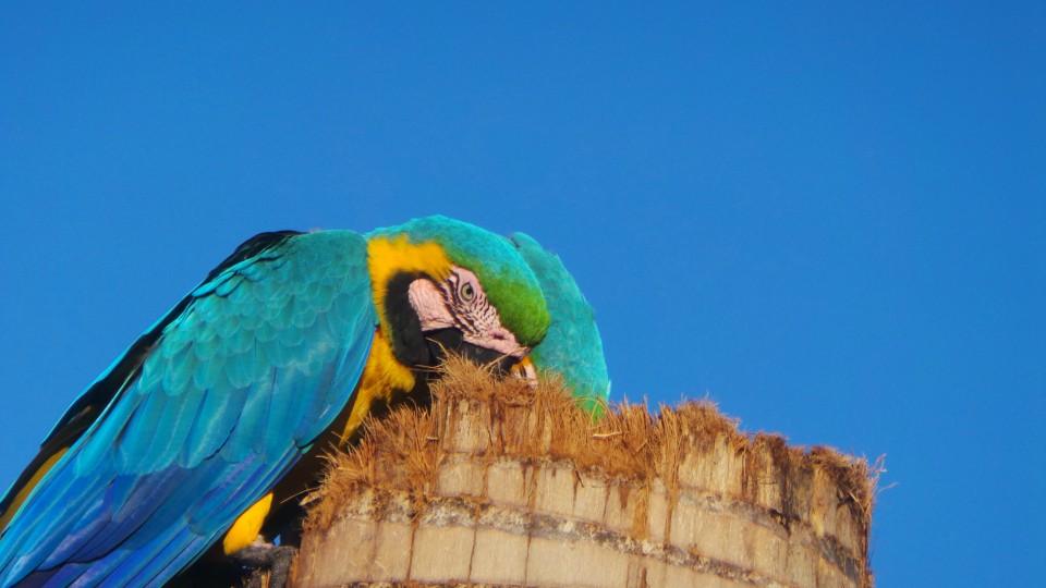 Lagoa Maior, beleza natural de uma paisagem que se renova todos os dias, em Três Lagoas