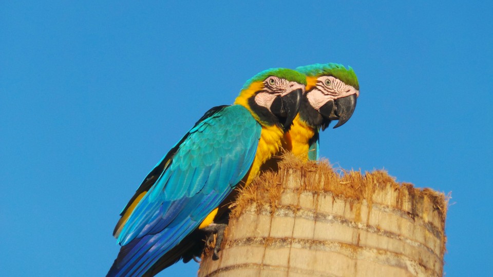 Lagoa Maior, beleza natural de uma paisagem que se renova todos os dias, em Três Lagoas