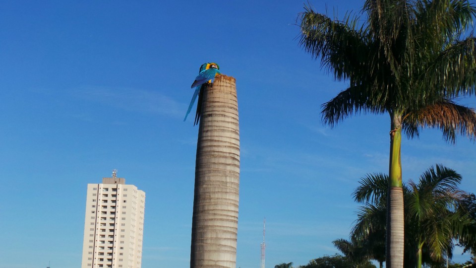 Lagoa Maior, beleza natural de uma paisagem que se renova todos os dias, em Três Lagoas