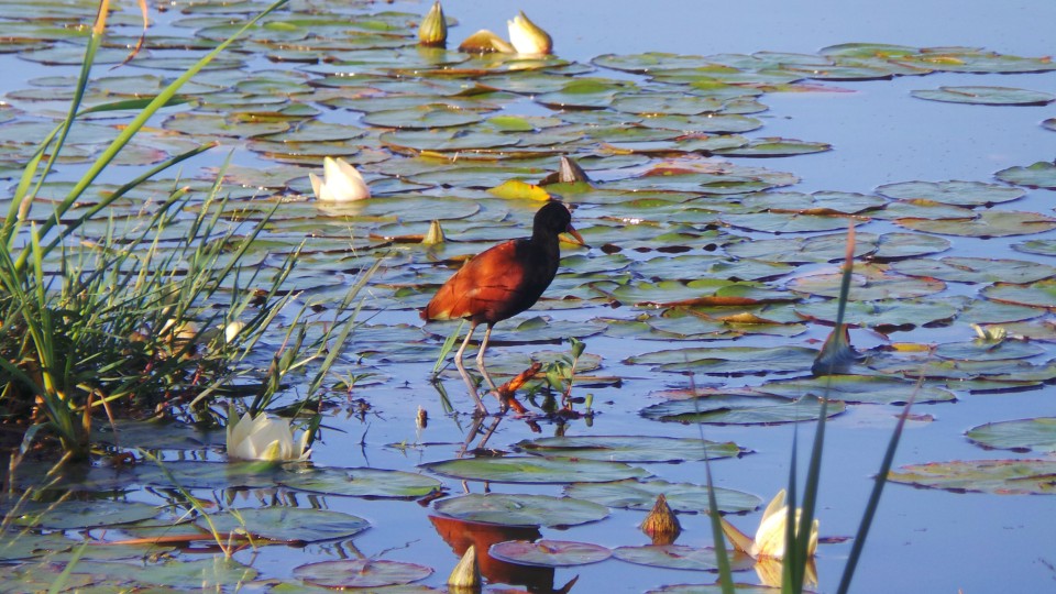 Lagoa Maior, beleza natural de uma paisagem que se renova todos os dias, em Três Lagoas