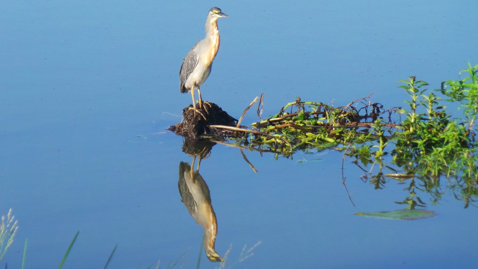 Lagoa Maior, beleza natural de uma paisagem que se renova todos os dias, em Três Lagoas