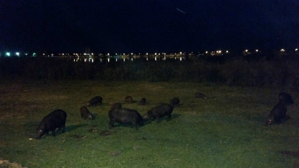 Lagoa Maior, beleza natural de uma paisagem que se renova todos os dias, em Três Lagoas