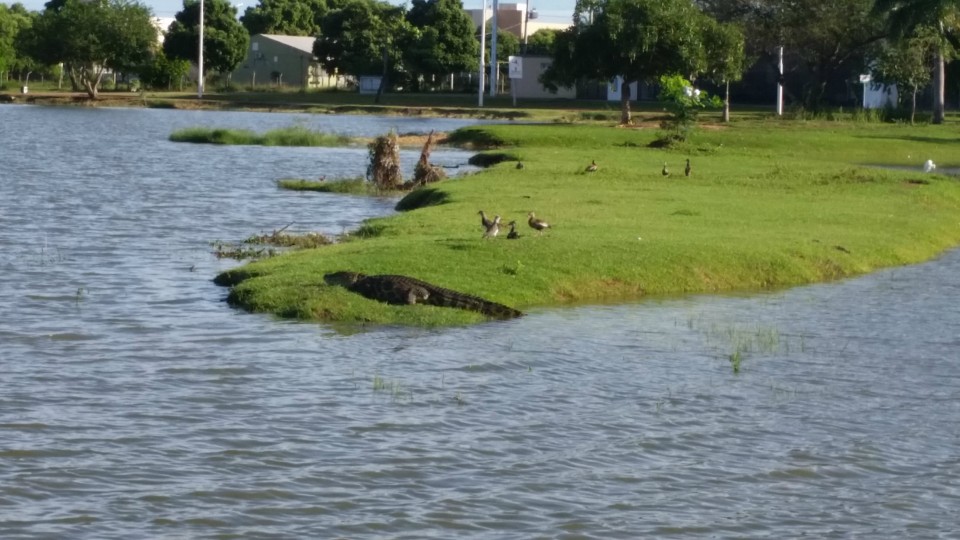 Lagoa Maior, beleza natural de uma paisagem que se renova todos os dias, em Três Lagoas