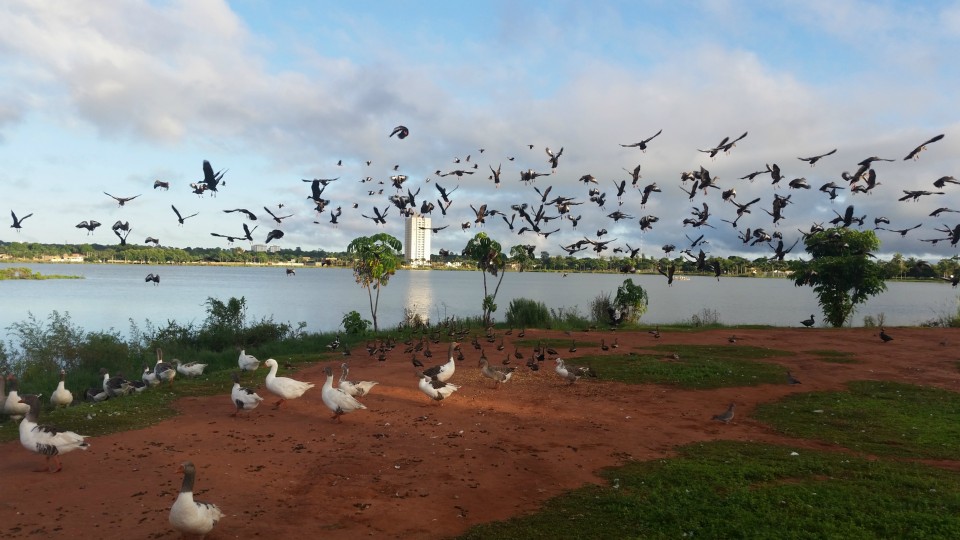 Lagoa Maior, beleza natural de uma paisagem que se renova todos os dias, em Três Lagoas