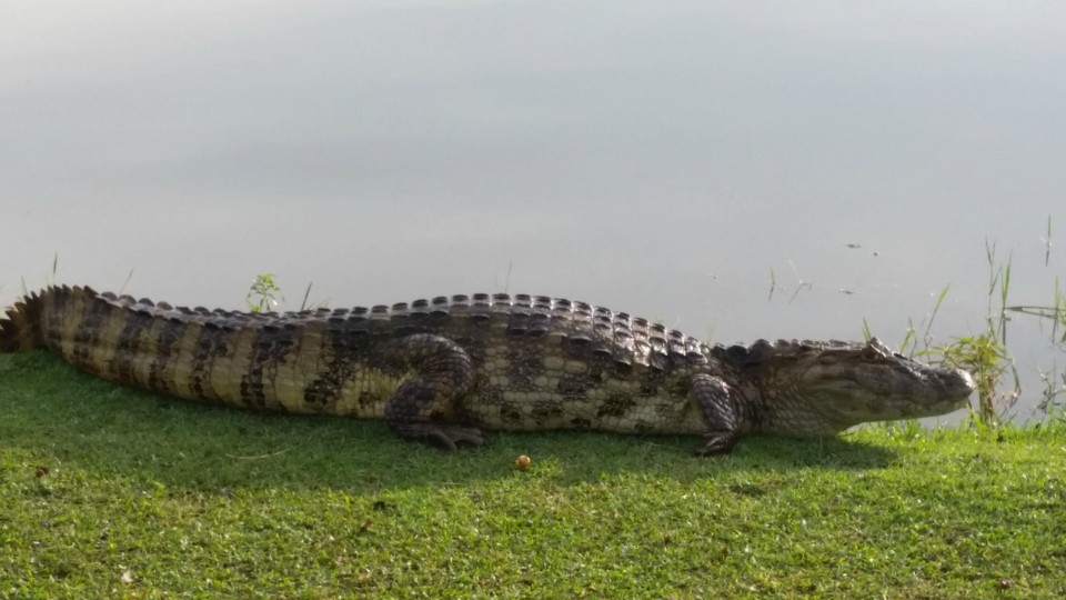 Lagoa Maior, beleza natural de uma paisagem que se renova todos os dias, em Três Lagoas