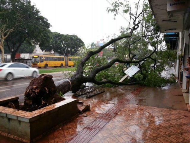 Com ventos de 45 km/h, temporal derruba árvores e alaga bairros