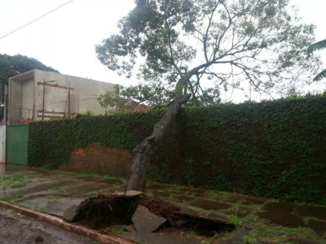 Com ventos de 45 km/h, temporal derruba árvores e alaga bairros