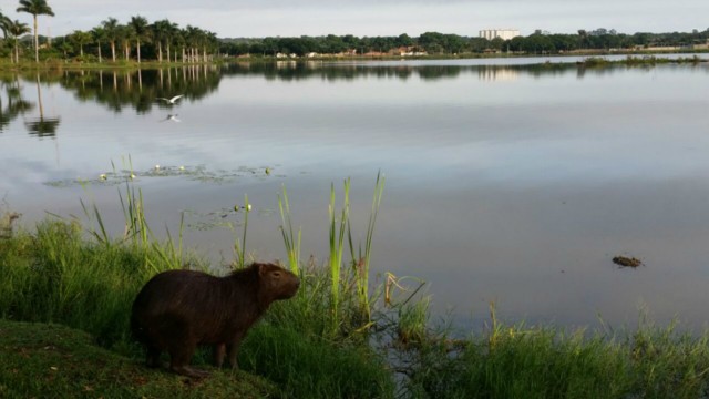 Mesmo com o calor, há previsão de chuva para hoje em Três Lagoas