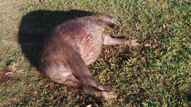 Capivara é encontrada morta na Lagoa Maior em Três Lagoas