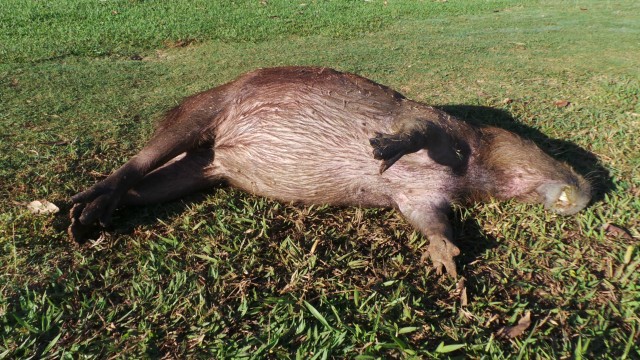 Capivara é encontrada morta na Lagoa Maior em Três Lagoas