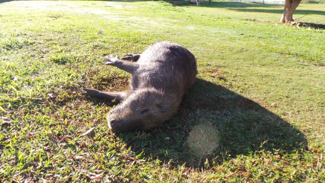 Capivara é encontrada morta na Lagoa Maior em Três Lagoas